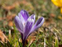 Krokus weissviolett gestreift